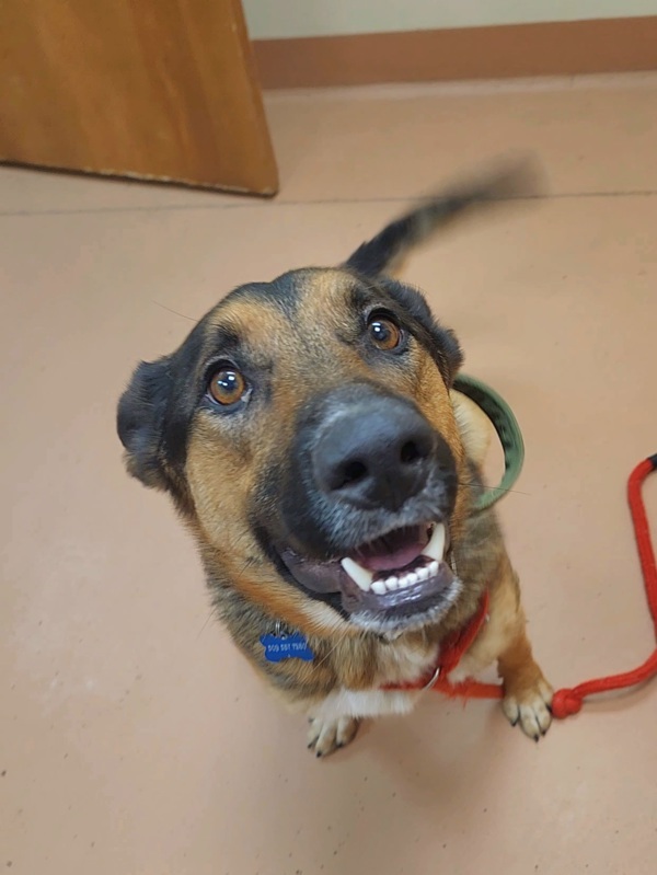 Bruno, an adoptable German Shepherd Dog, Border Collie in Kennewick, WA, 99336 | Photo Image 3