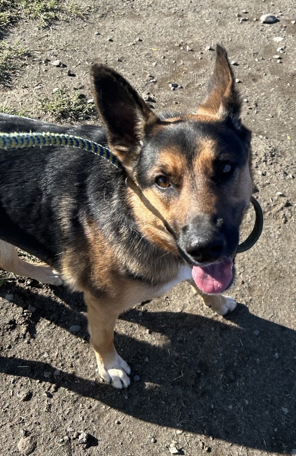 Bruno, an adoptable German Shepherd Dog, Border Collie in Kennewick, WA, 99336 | Photo Image 5