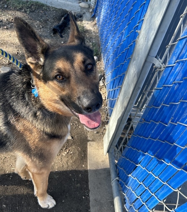 Bruno, an adoptable German Shepherd Dog, Border Collie in Kennewick, WA, 99336 | Photo Image 6