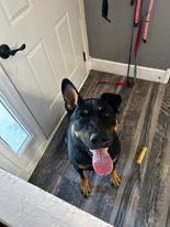 Watcho, an adoptable Doberman Pinscher, Akita in Fort Collins, CO, 80526 | Photo Image 1