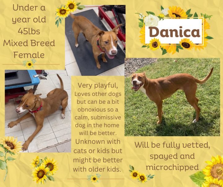 Danica, an adoptable Mixed Breed in Scranton, PA_image-2