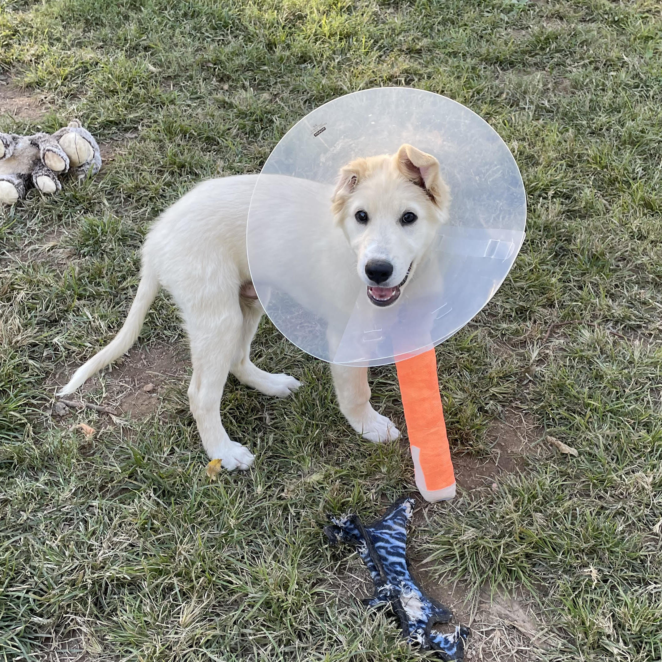 Off Leash K9 Training of Springfield MO