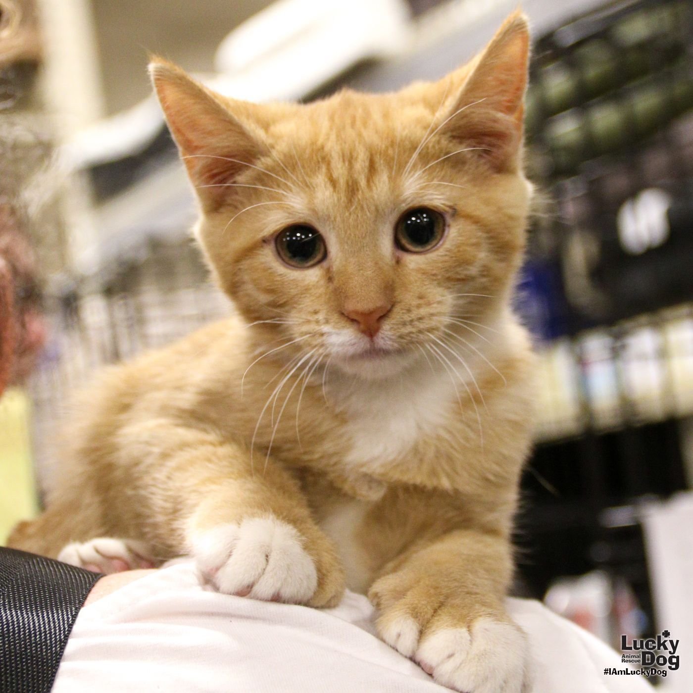 DOG and CAT Adoption Event at PetSmart in Alexandria