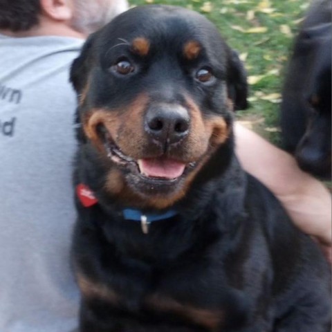 Duke, an adoptable Rottweiler in Bismarck, ND, 58507 | Photo Image 1