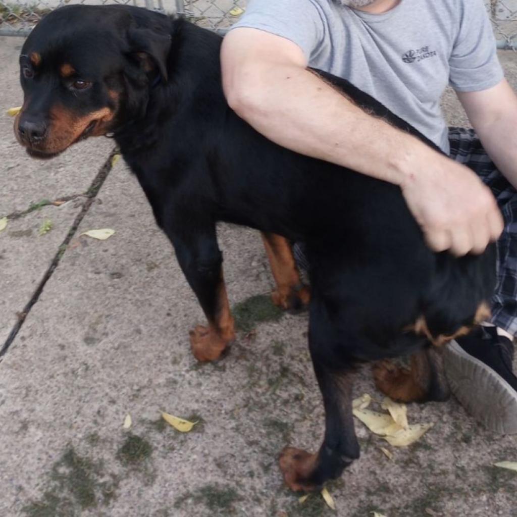 Duke, an adoptable Rottweiler in Bismarck, ND, 58507 | Photo Image 2