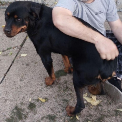 Duke, an adoptable Rottweiler in Bismarck, ND, 58507 | Photo Image 3