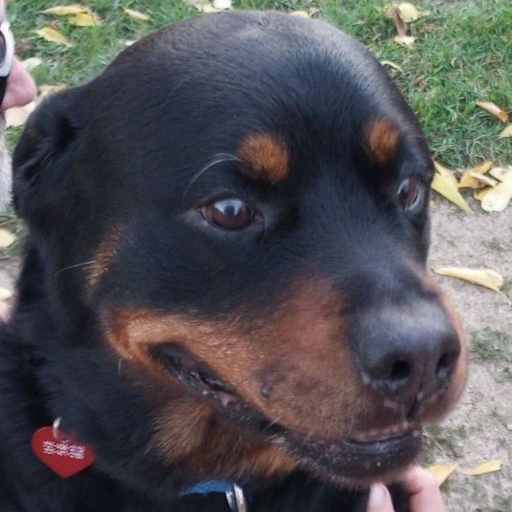 Duke, an adoptable Rottweiler in Bismarck, ND, 58507 | Photo Image 3