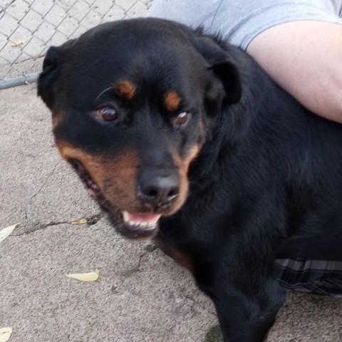Duke, an adoptable Rottweiler in Bismarck, ND, 58507 | Photo Image 5