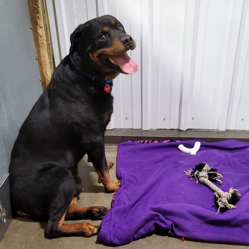 Duke, an adoptable Rottweiler in Bismarck, ND, 58507 | Photo Image 5