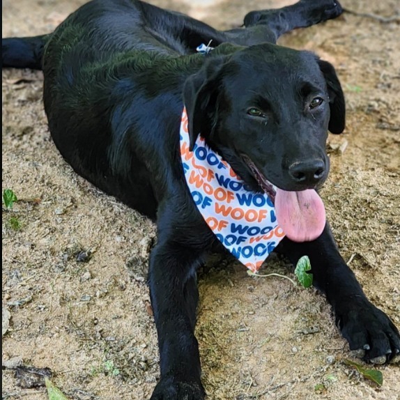 Petfinder flat best sale coated retriever