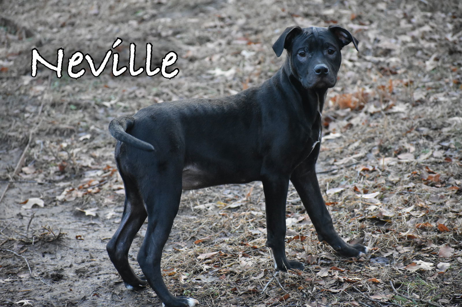 Neville, an adoptable Pit Bull Terrier in Topeka, KS, 66614 | Photo Image 1