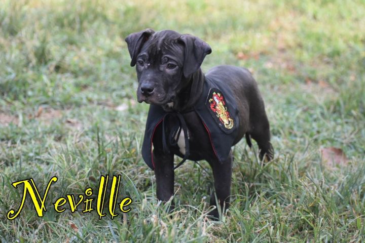 Neville 2