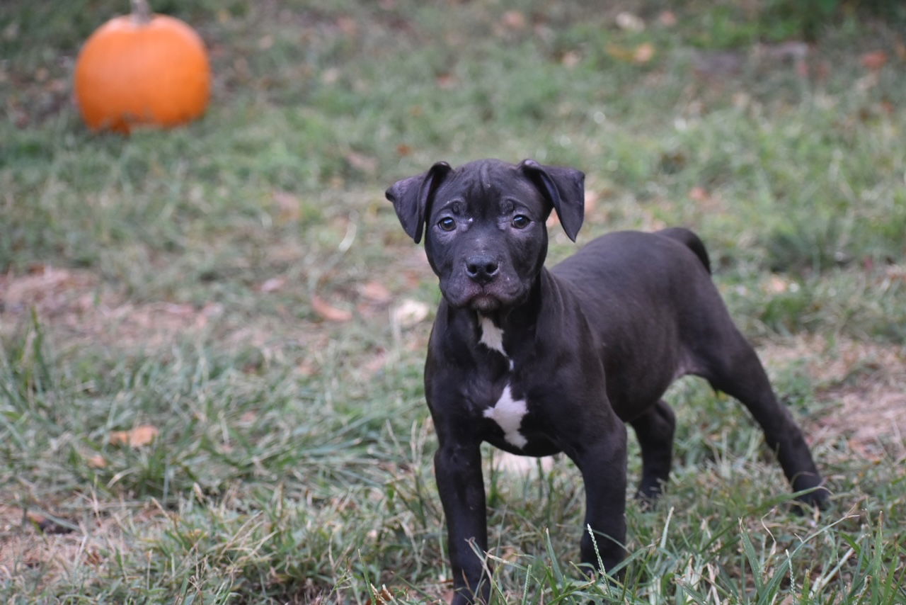 Neville, an adoptable Pit Bull Terrier in Topeka, KS, 66614 | Photo Image 3