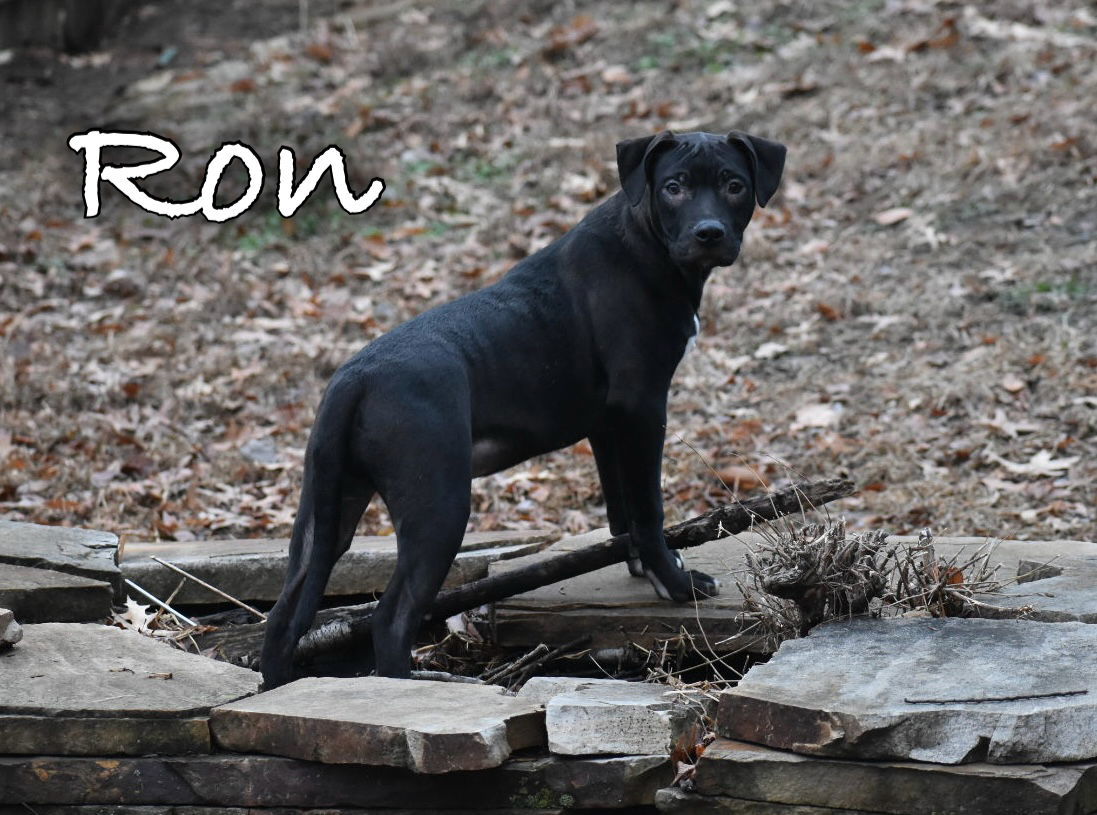 Ron, an adoptable Pit Bull Terrier in Topeka, KS, 66614 | Photo Image 1