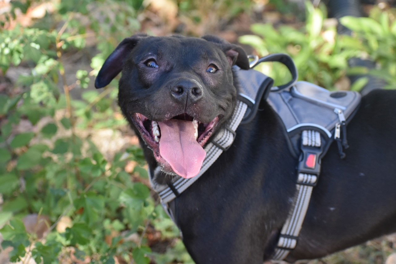 Ron, an adoptable Pit Bull Terrier in Topeka, KS, 66614 | Photo Image 1