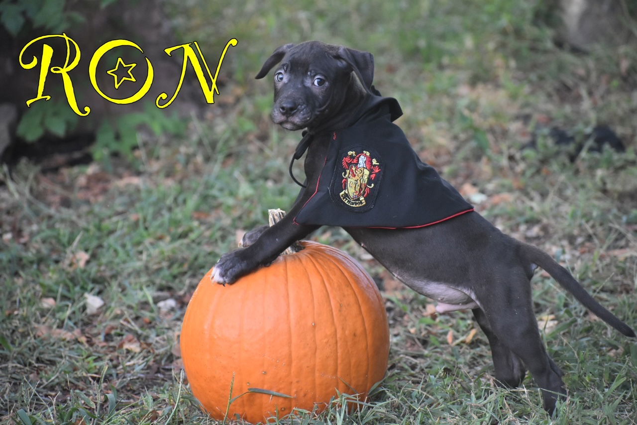 Ron, an adoptable Pit Bull Terrier in Topeka, KS, 66614 | Photo Image 2