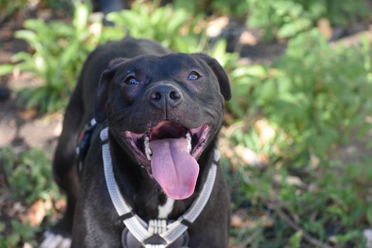 Ron, an adoptable Pit Bull Terrier in Topeka, KS, 66614 | Photo Image 2