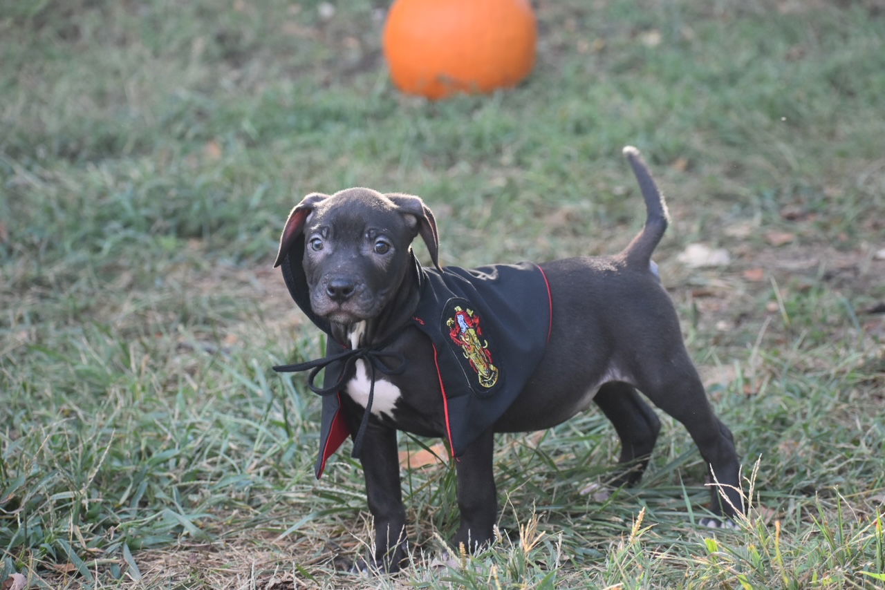 Ron, an adoptable Pit Bull Terrier in Topeka, KS, 66614 | Photo Image 3