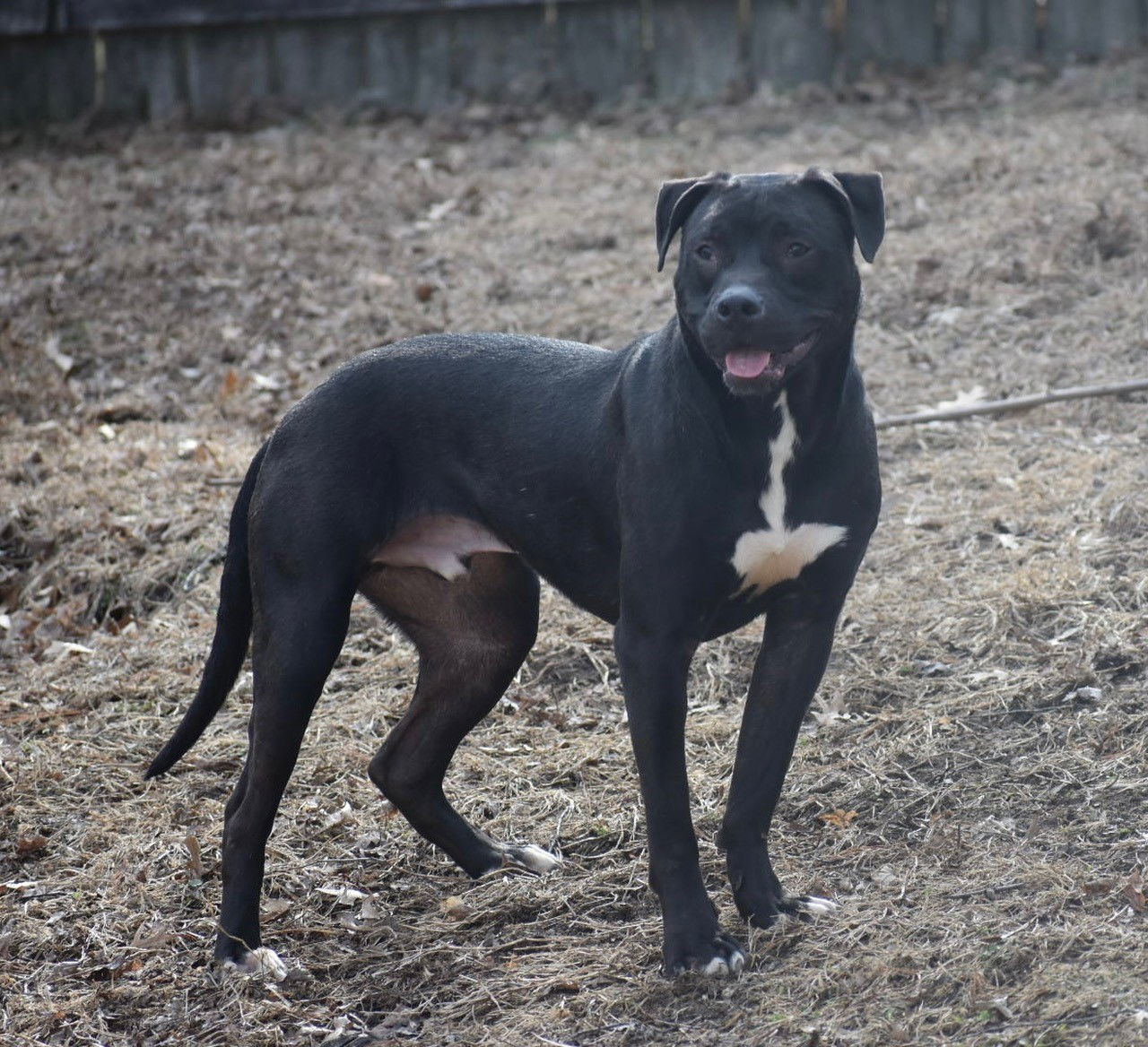 Ron, an adoptable Pit Bull Terrier in Topeka, KS, 66614 | Photo Image 3