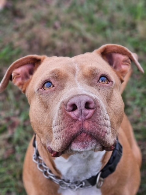 Bonnie, an adoptable Pit Bull Terrier in Waynesville, GA, 31566 | Photo Image 1