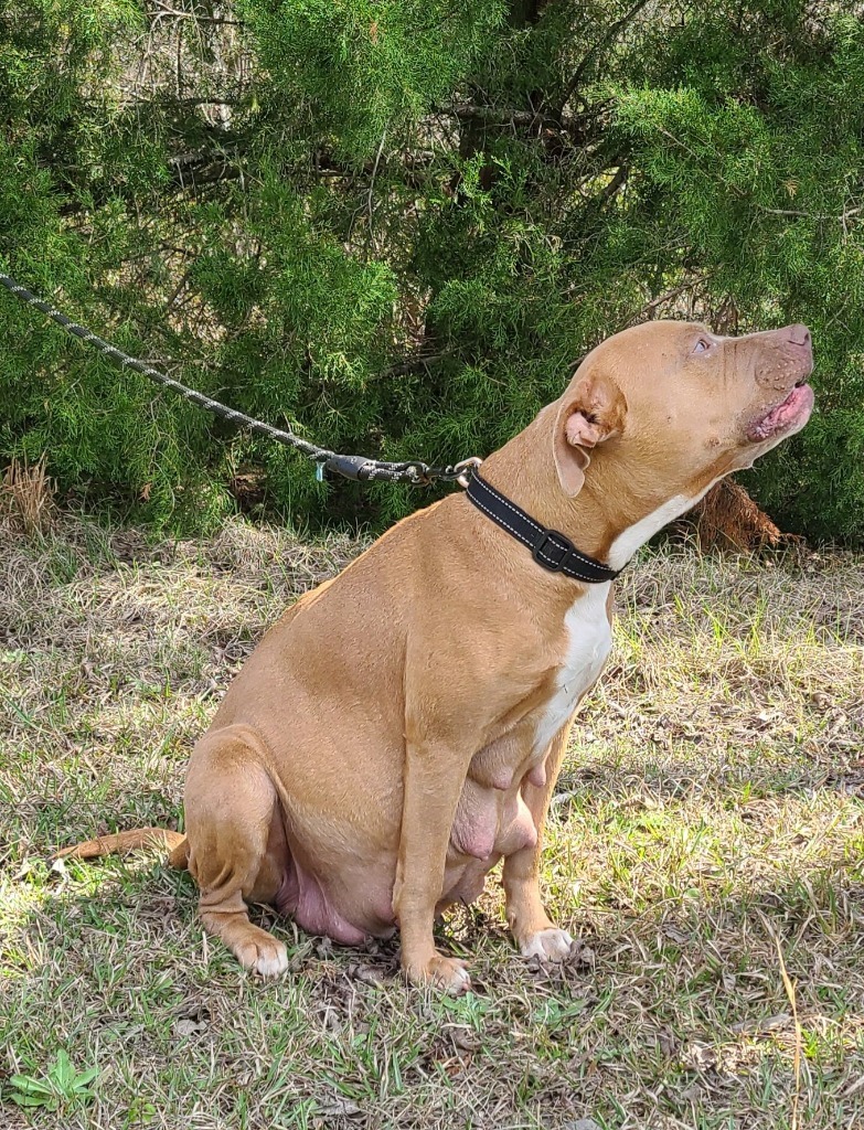 Bonnie, an adoptable Pit Bull Terrier in Waynesville, GA, 31566 | Photo Image 2