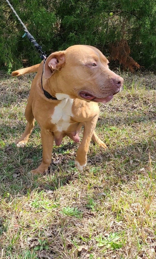 Bonnie, an adoptable Pit Bull Terrier in Waynesville, GA, 31566 | Photo Image 3
