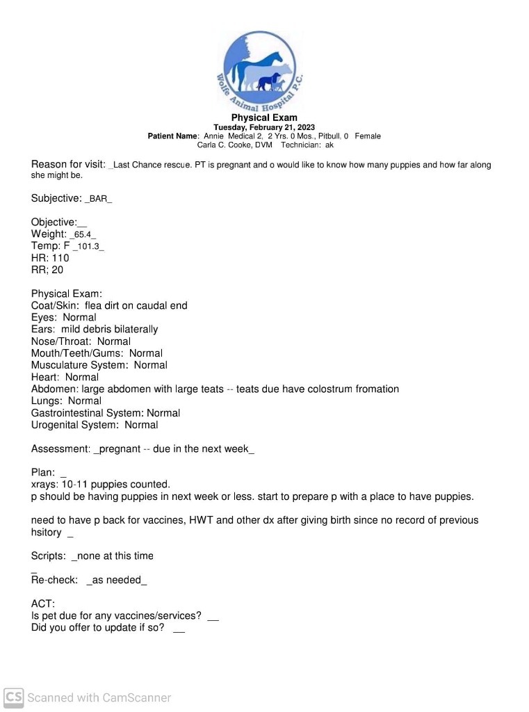 Bonnie, an adoptable Pit Bull Terrier in Waynesville, GA, 31566 | Photo Image 4