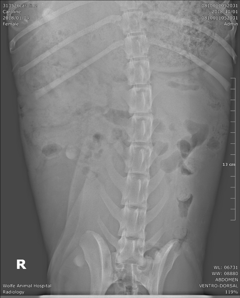 Bonnie, an adoptable Pit Bull Terrier in Waynesville, GA, 31566 | Photo Image 5