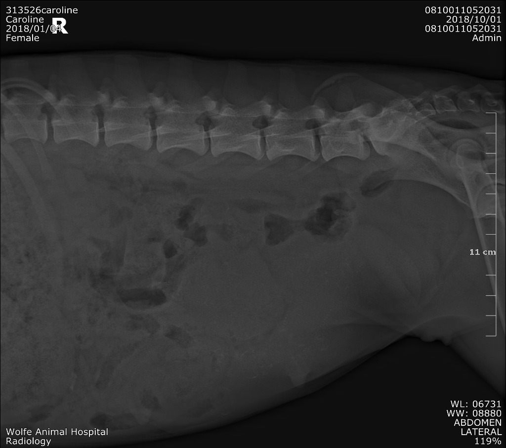 Bonnie, an adoptable Pit Bull Terrier in Waynesville, GA, 31566 | Photo Image 6