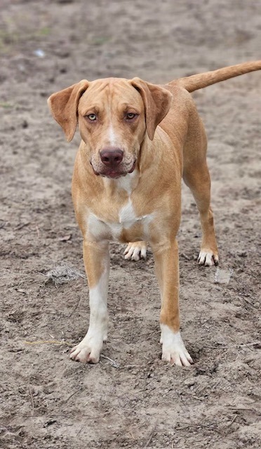Frankie, an adoptable Yellow Labrador Retriever, Mixed Breed in Waynesville, GA, 31566 | Photo Image 1