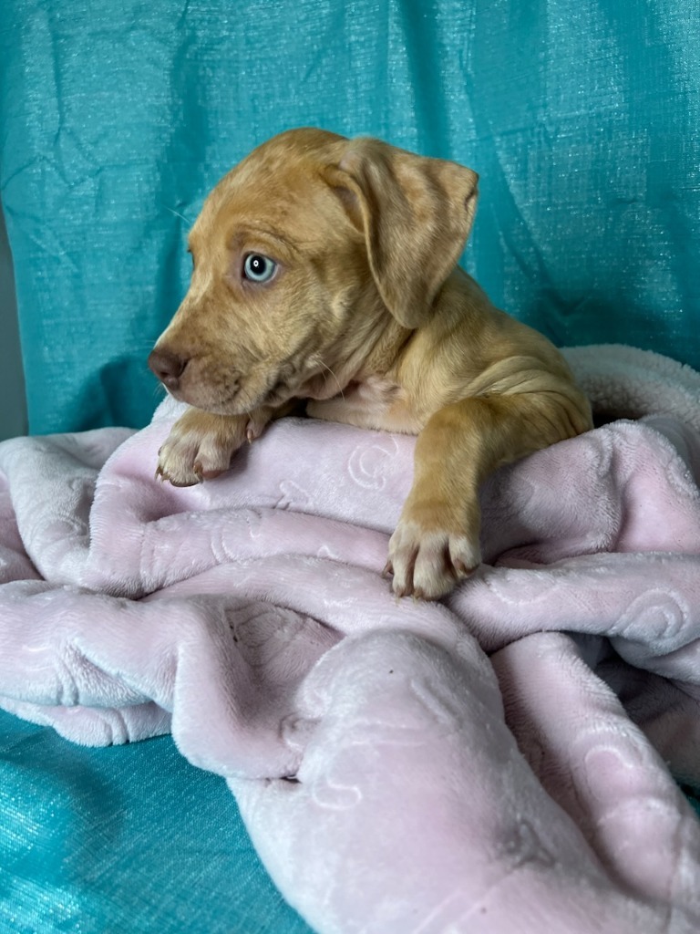 Frankie, an adoptable Yellow Labrador Retriever, Mixed Breed in Waynesville, GA, 31566 | Photo Image 2