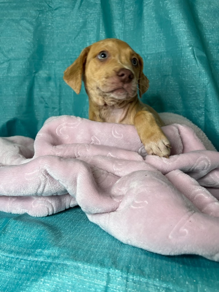Frankie, an adoptable Yellow Labrador Retriever, Mixed Breed in Waynesville, GA, 31566 | Photo Image 3