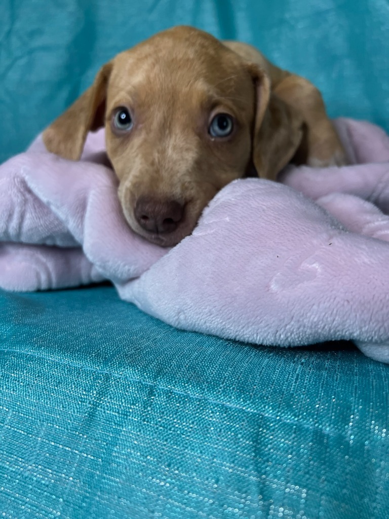 Frankie, an adoptable Yellow Labrador Retriever, Mixed Breed in Waynesville, GA, 31566 | Photo Image 4