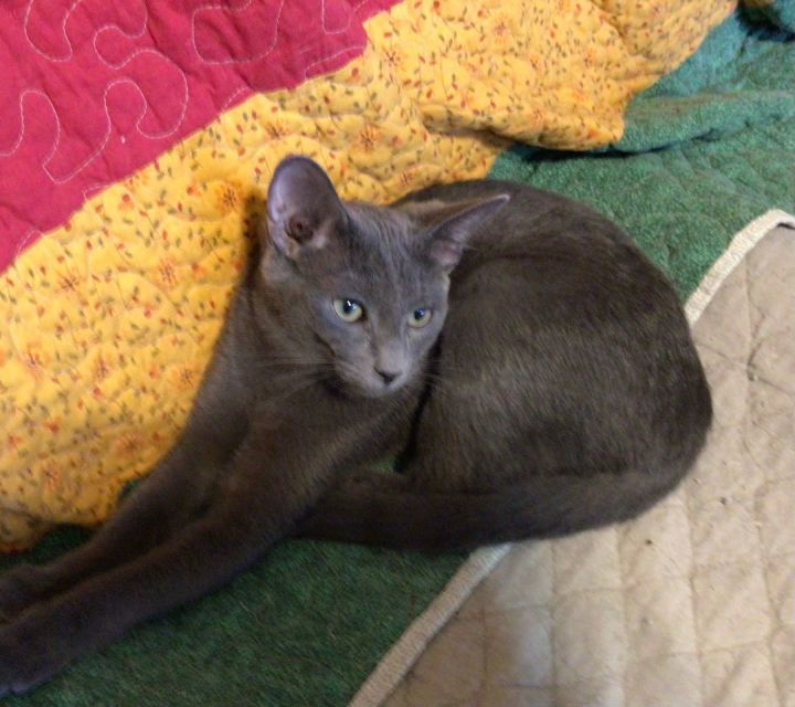 Scout, an adoptable Russian Blue Mix in Hendersonville, TN_image-2