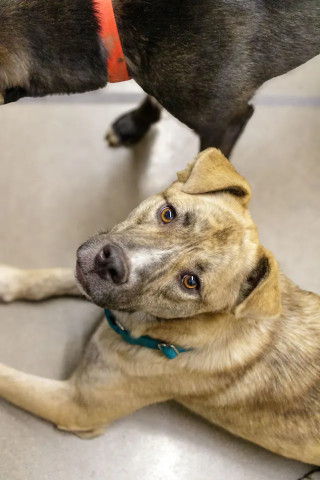 Ducky, an adoptable Dutch Shepherd, Australian Shepherd in Coralville, IA, 52241 | Photo Image 1