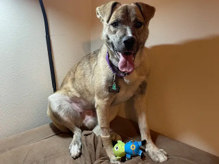 Ducky, an adoptable Dutch Shepherd, Australian Shepherd in Coralville, IA, 52241 | Photo Image 2