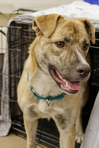 Ducky, an adoptable Dutch Shepherd, Australian Shepherd in Coralville, IA, 52241 | Photo Image 3