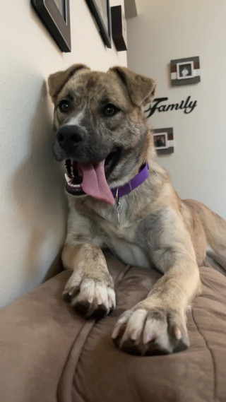 Ducky, an adoptable Dutch Shepherd, Australian Shepherd in Coralville, IA, 52241 | Photo Image 4