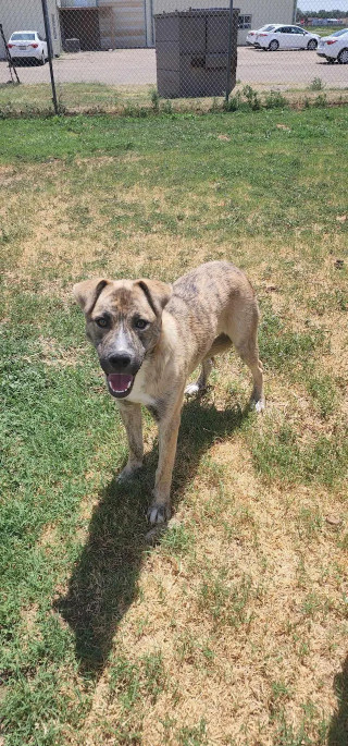 Ducky, an adoptable Dutch Shepherd, Australian Shepherd in Coralville, IA, 52241 | Photo Image 5