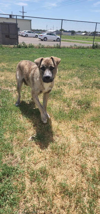 Ducky, an adoptable Dutch Shepherd, Australian Shepherd in Coralville, IA, 52241 | Photo Image 6