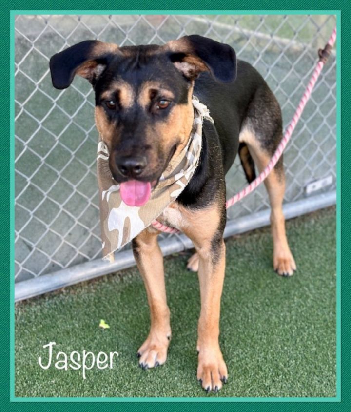JASPER, an adopted Black Mouth Cur & Shepherd Mix in Marietta, GA_image-4
