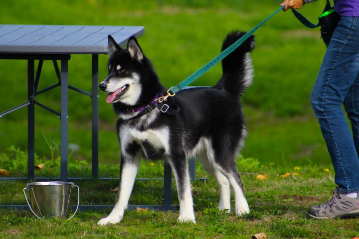 Scott, an adoptable Alaskan Malamute & Siberian Husky Mix in Bellingham, WA_image-1