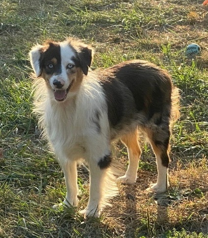 Petfinder mini australian on sale shepherd