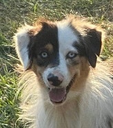 Mini australian shepherd on sale petfinder