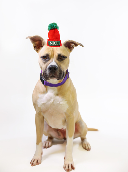 Jersey *VOTED BEST KISSER!*, an adoptable Pit Bull Terrier, Mixed Breed in Harbor Springs, MI, 49740 | Photo Image 1