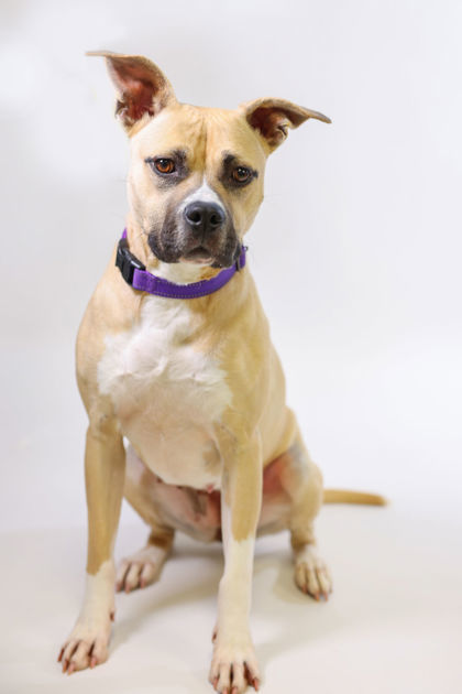 Jersey *VOTED BEST KISSER!*, an adoptable Pit Bull Terrier, Mixed Breed in Harbor Springs, MI, 49740 | Photo Image 2