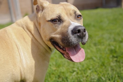 Jersey *VOTED BEST KISSER!*, an adoptable Pit Bull Terrier, Mixed Breed in Harbor Springs, MI, 49740 | Photo Image 3