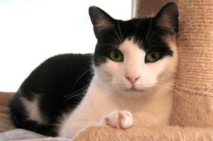 Nugget is a very friendly kitty and loves our volunteers She wants to play with everyone and everyt