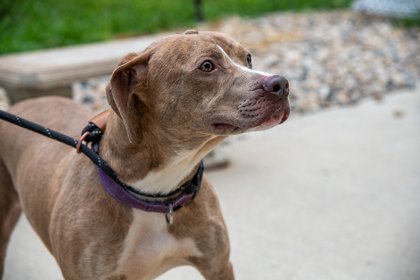 Finn, an adoptable Terrier in Terre Haute, IN, 47803 | Photo Image 1