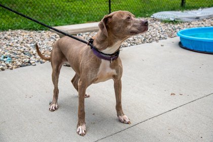 Finn, an adoptable Terrier in Terre Haute, IN, 47803 | Photo Image 2